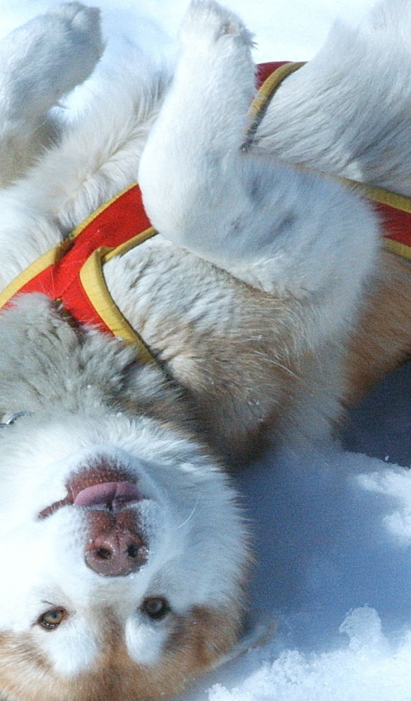 Щенок Сибирский хаски играть в снегу