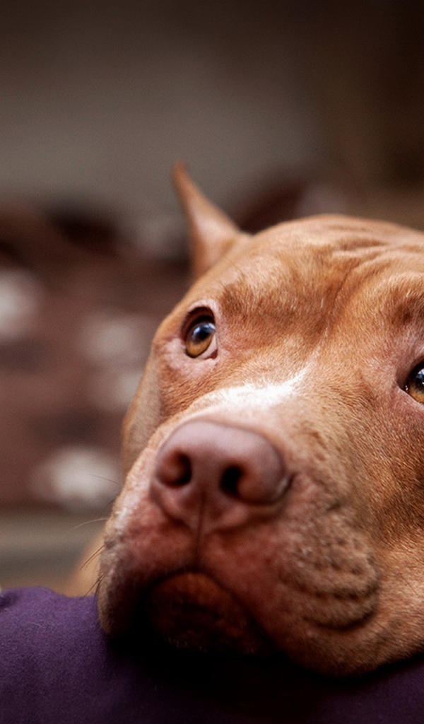 Задумчивый питбуль на диване