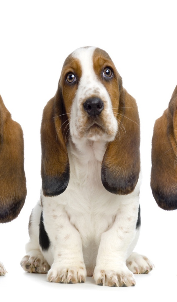 Три бассет-хаунда на белом фоне