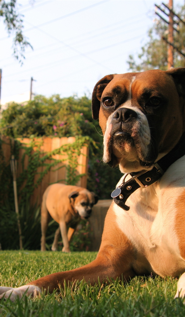 Три боксёра во дворе дома