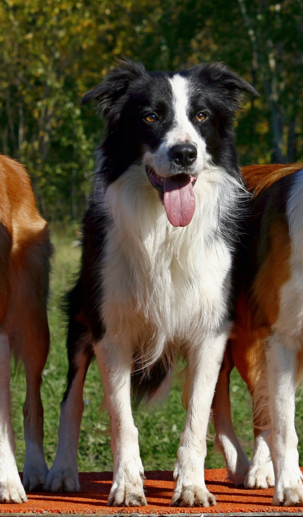 Три собаки бордер-колли