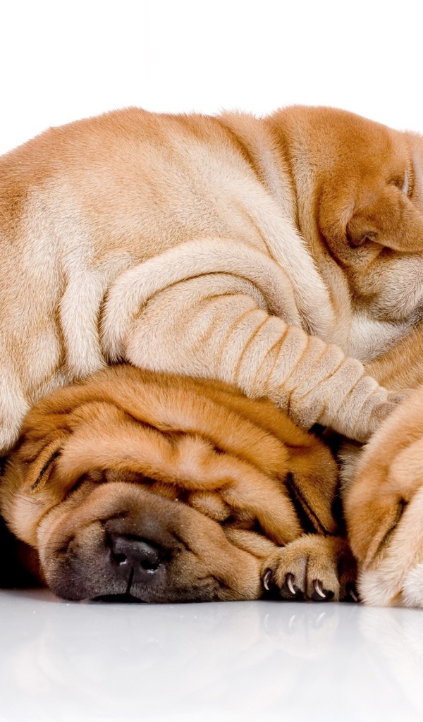 Три щенка шарпей спят друг на друге