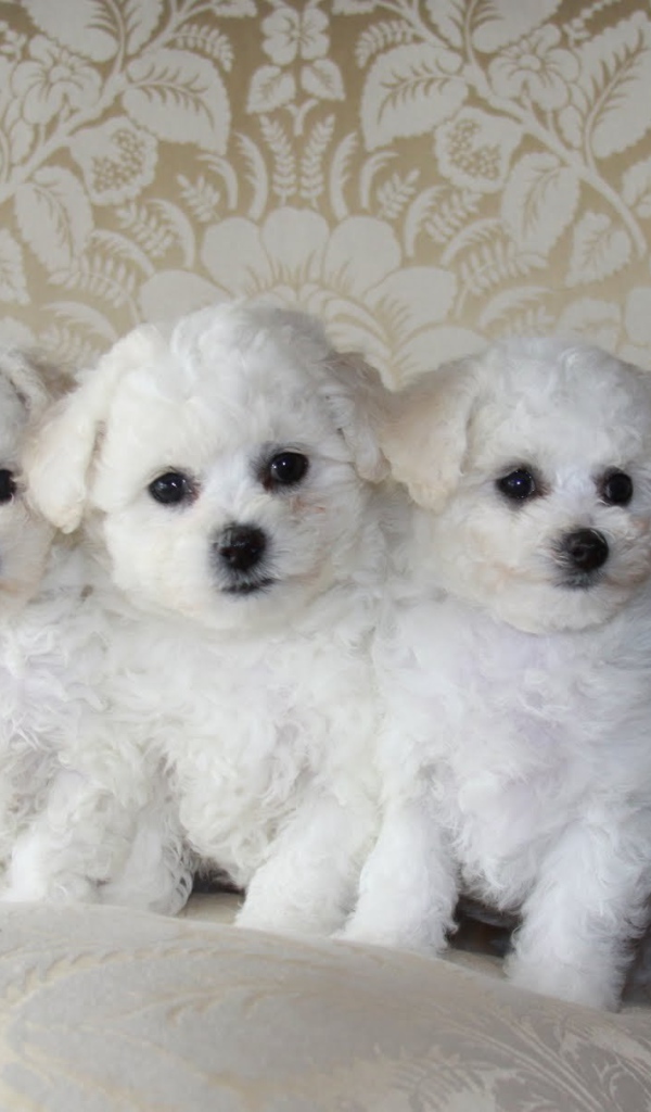 Три щенка породы бишон-фриз на диване