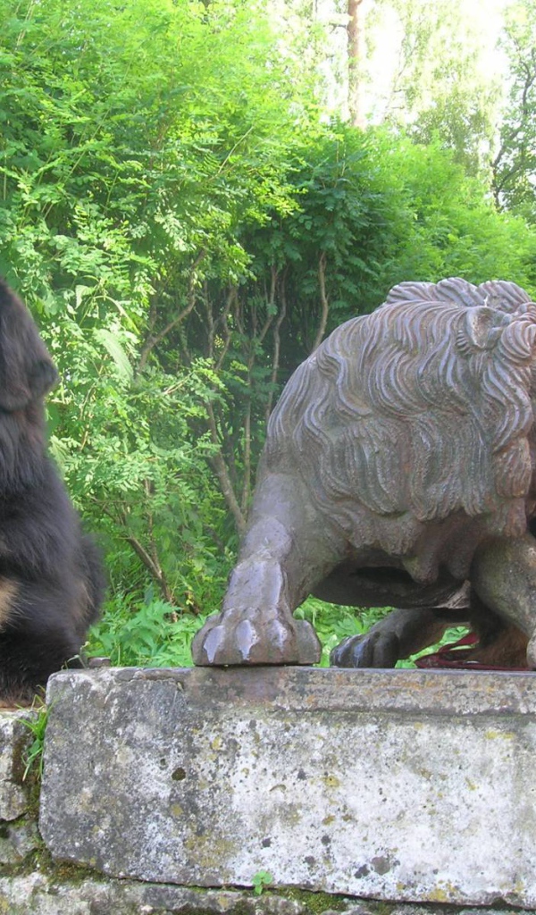 Тибетский мастиф и статуя