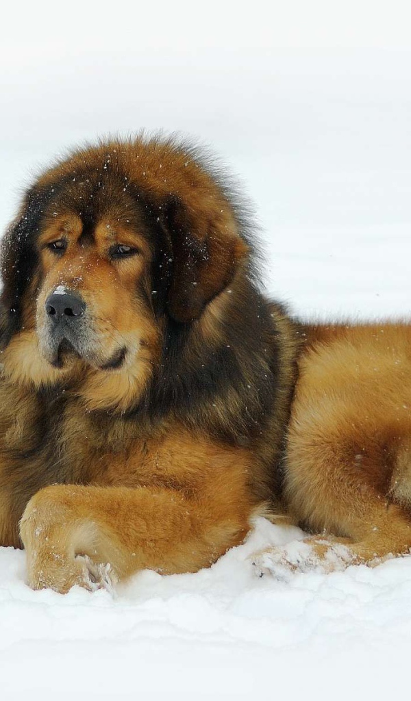 Тибетский мастиф лежит на снегу