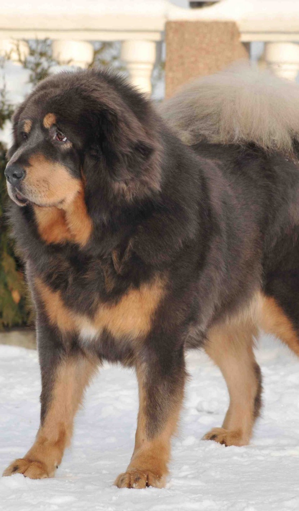 Тибетский мастиф на снегу