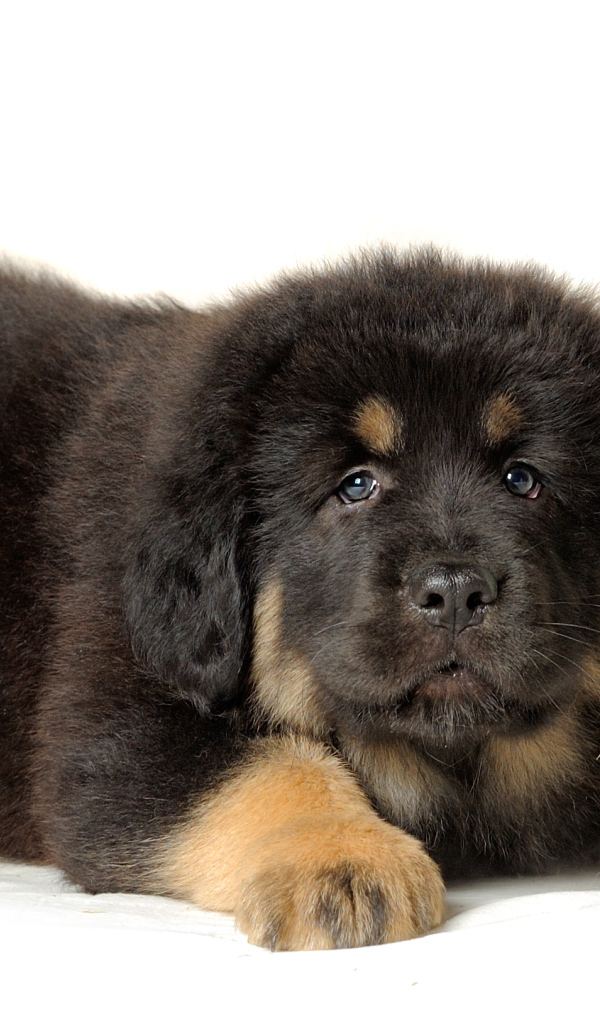 Тибетский мастиф на белом фоне