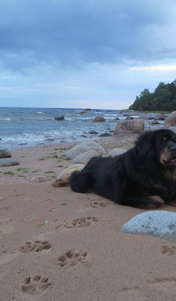 Тибетский мастиф на пляже