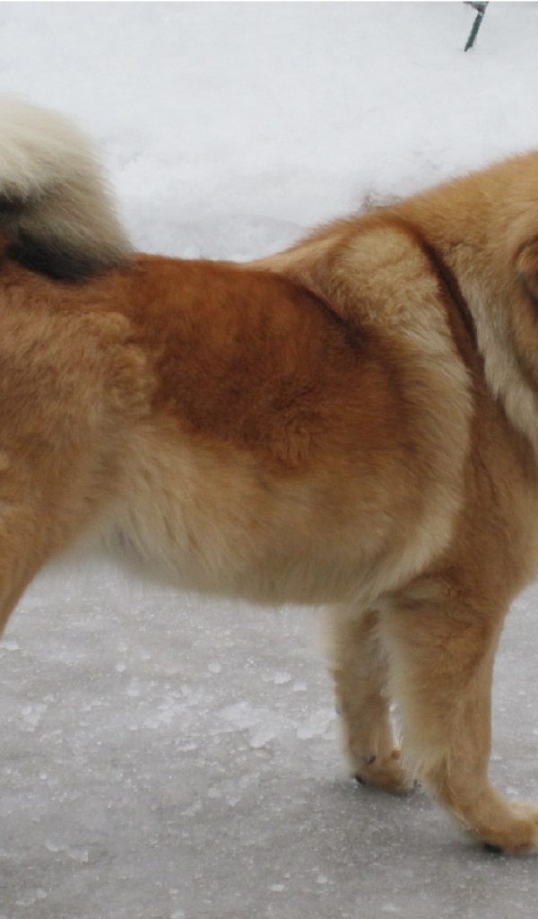 Тибетский мастиф на зимней улице