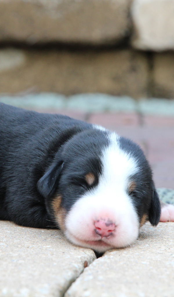 Крохотный щенок большого швейцарского зенненхунда