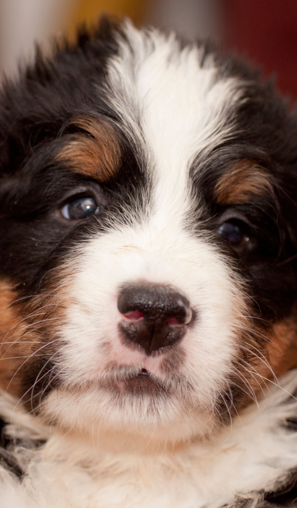 Крохотный щенок бернской пастушьей собаки