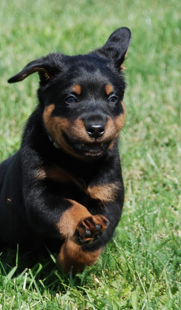 Уставший щенок босерона на траве