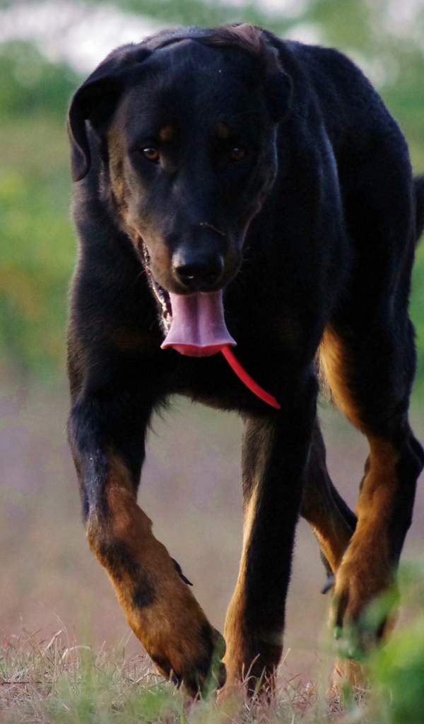 Уставший босерон идёт по полю