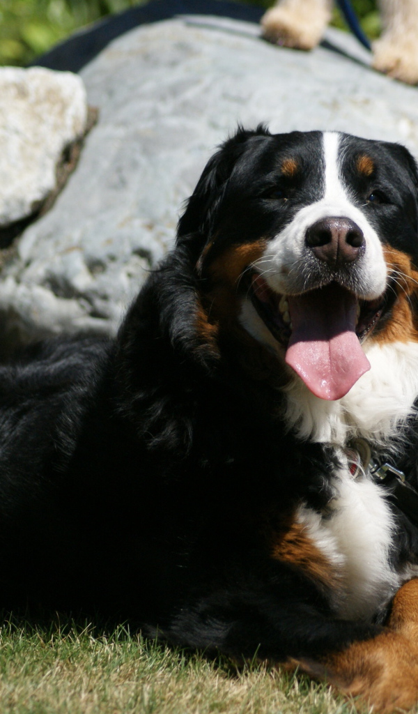 Уставшая бернская пастушья собака на фоне камней