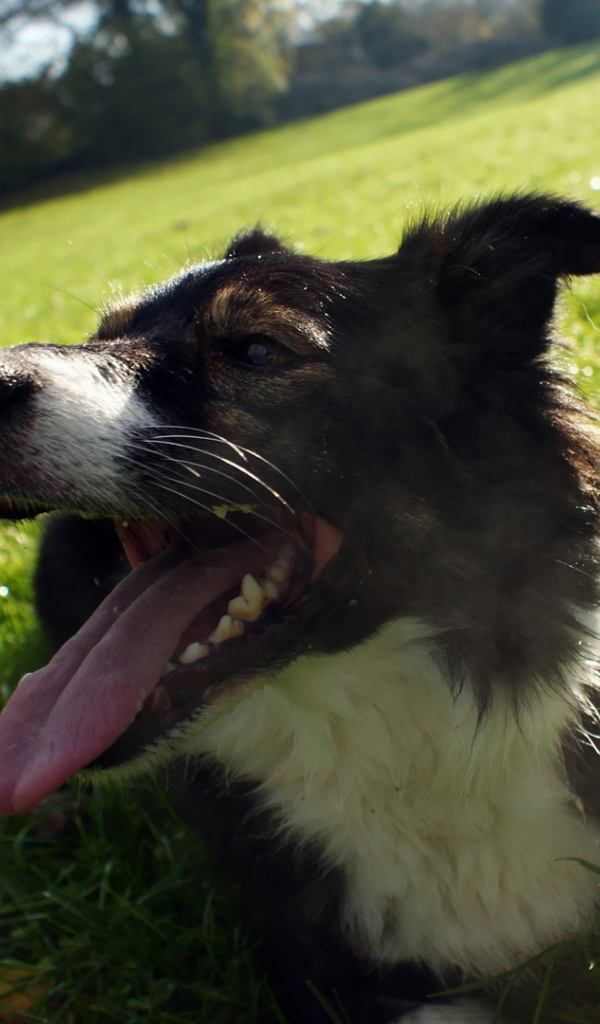 Уставшая бордер-колли лежит на траве