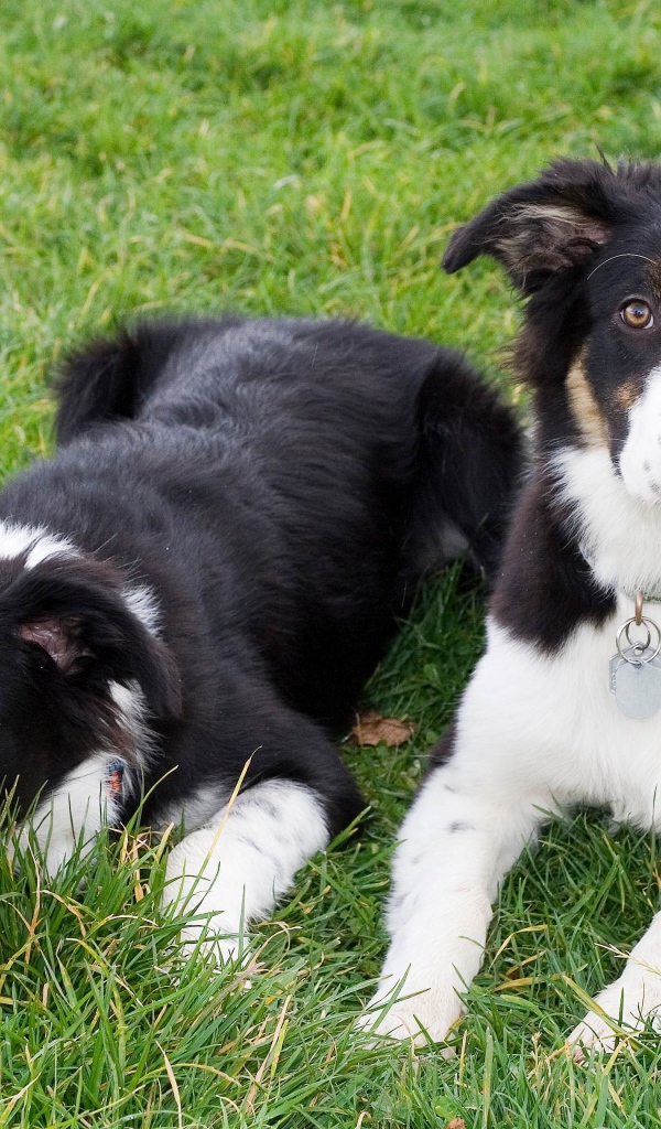 Два щенка бордер-колли лежат на траве