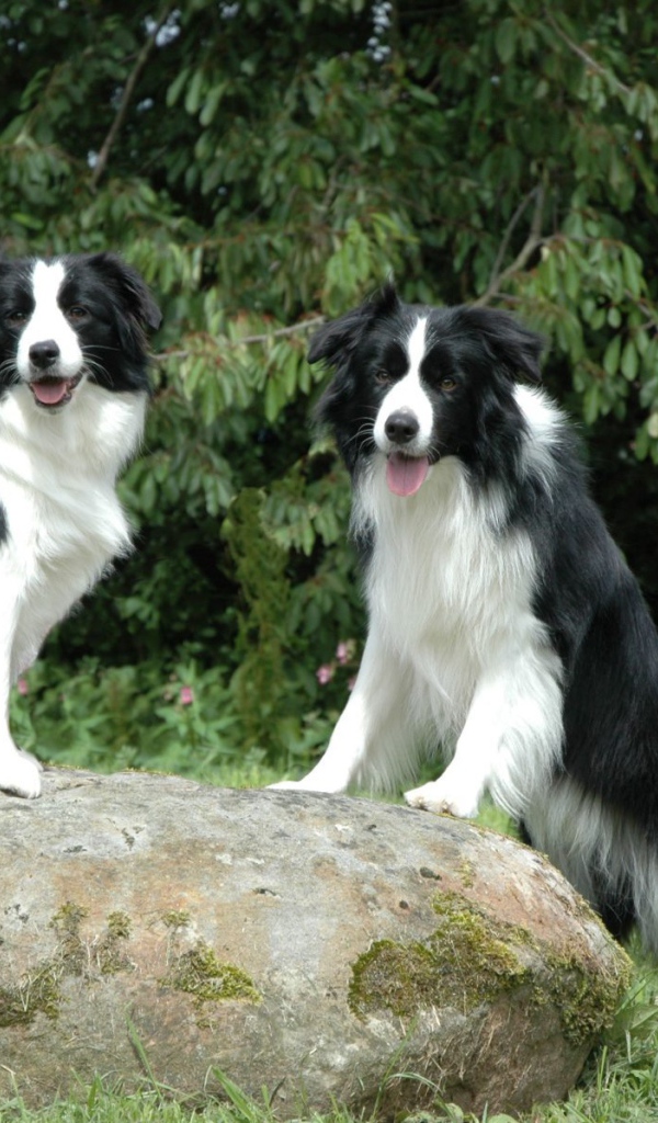 Две бордер-колли на камне