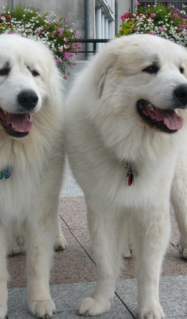 Две большие пиренейские собаки