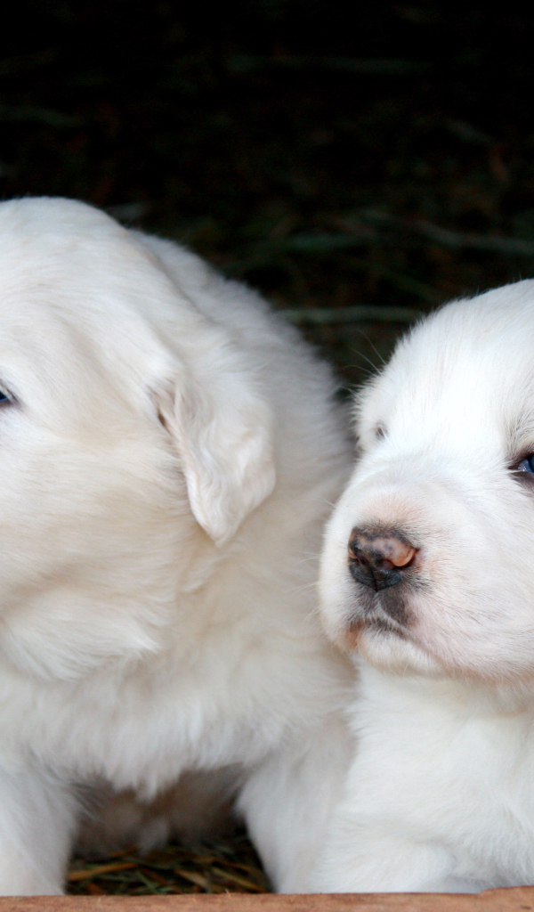 Two Great Pyrenees puppies