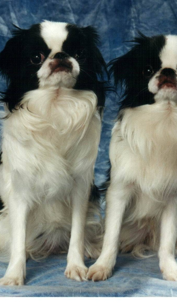 Два японских хина на синем фоне