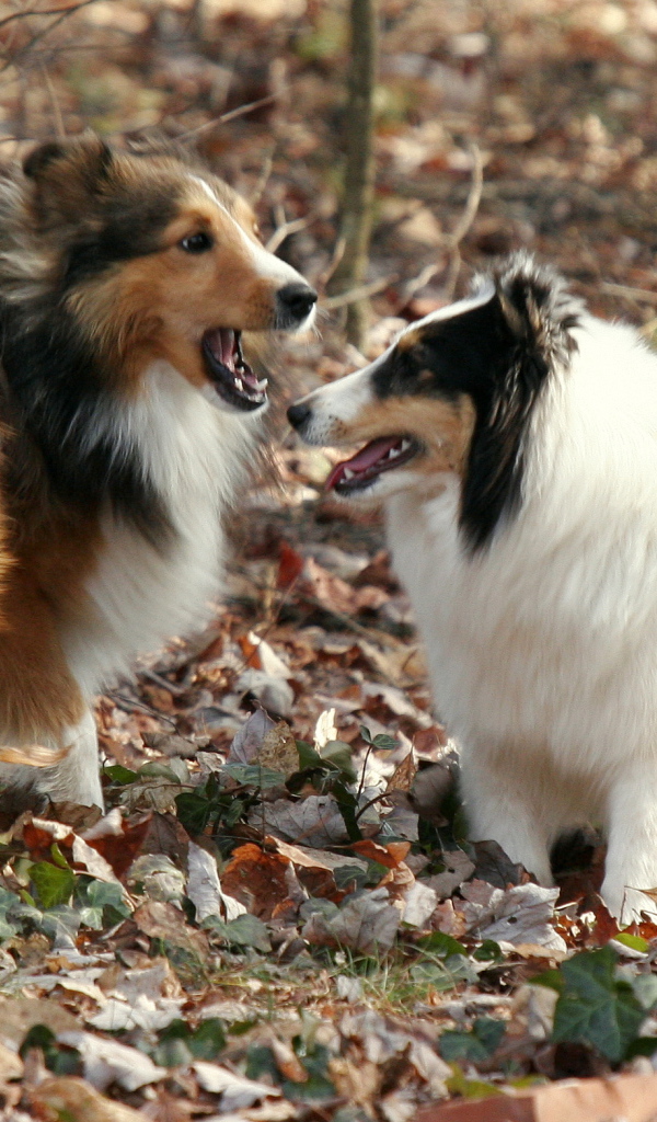 Две собаки породы шелти в лесу