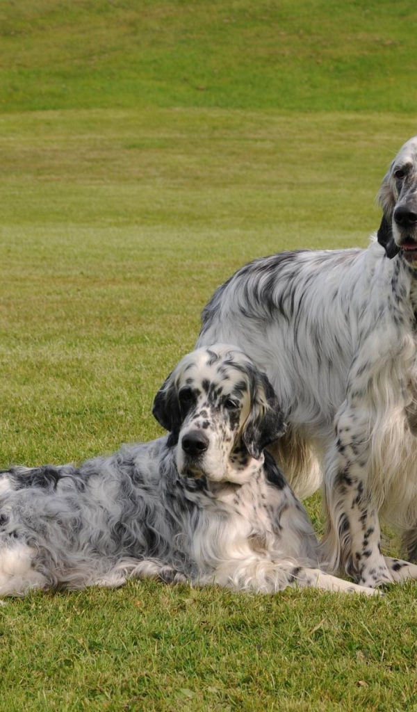 Two adult English Setter