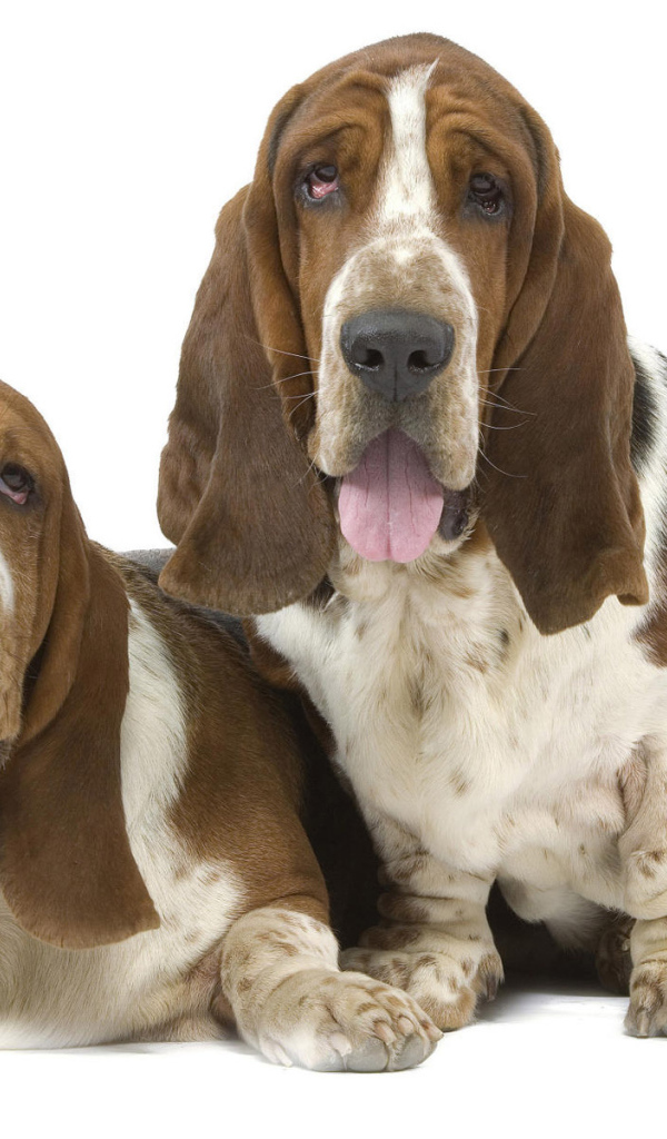 Два бассет-хаунда на белом фоне
