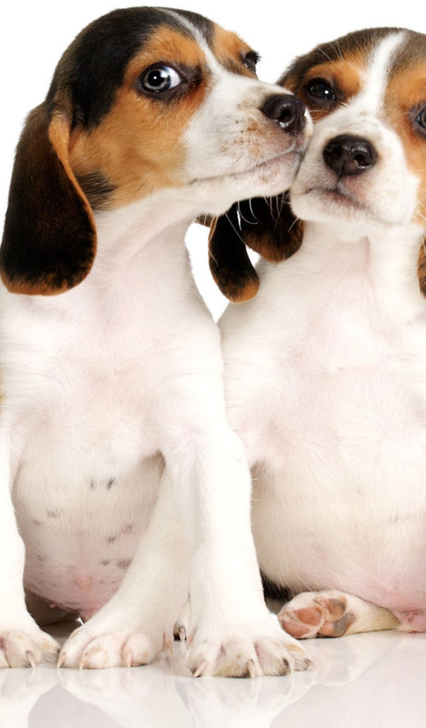 Два щенка породы бигль на белом фоне