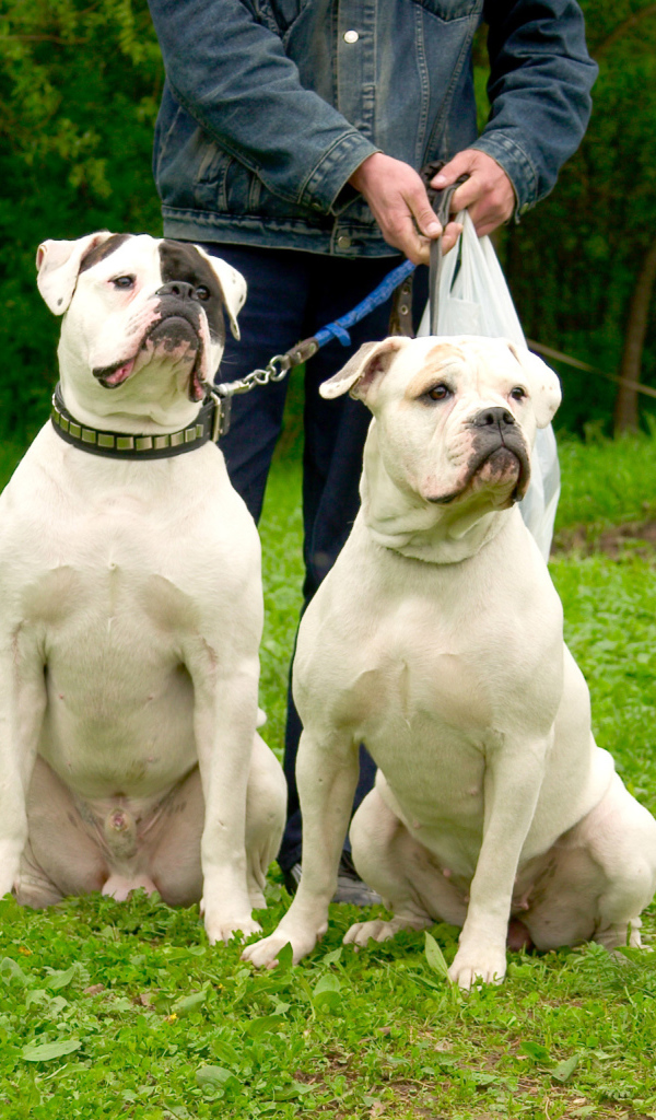 Два красивых американских бульдога