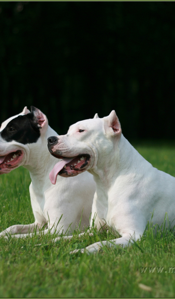 Два красивых аргентинских дога