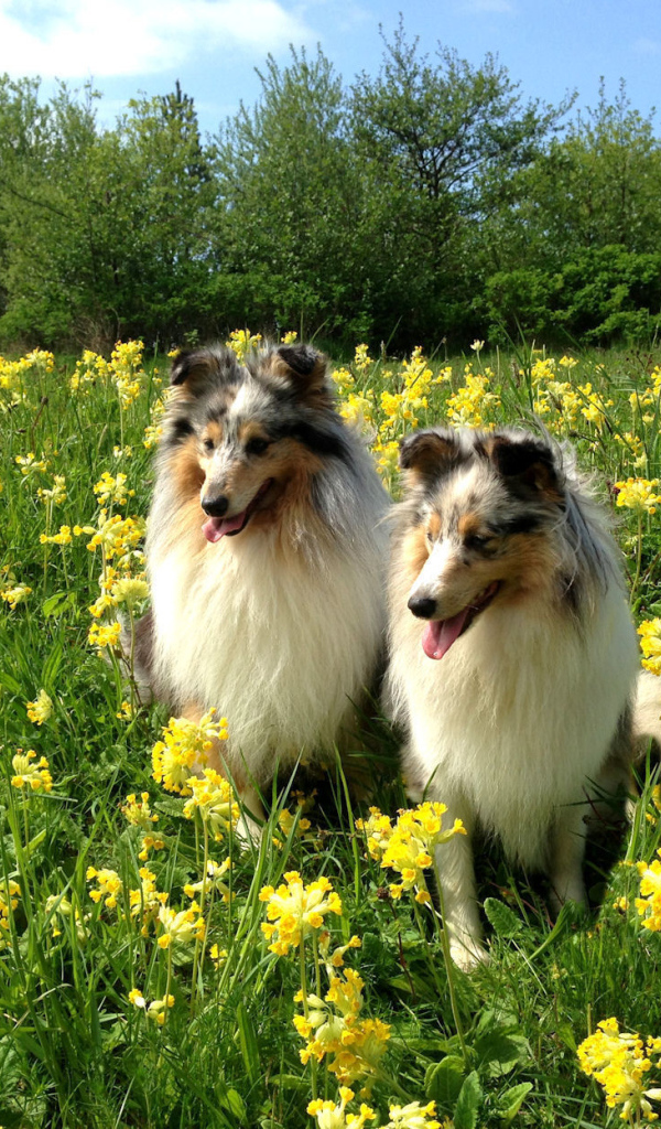 Две красивые собаки породы шелти в цветах