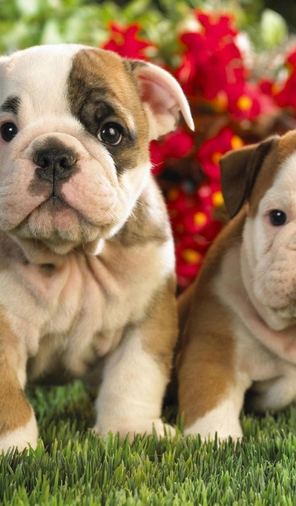 Два милых щенка шарпей