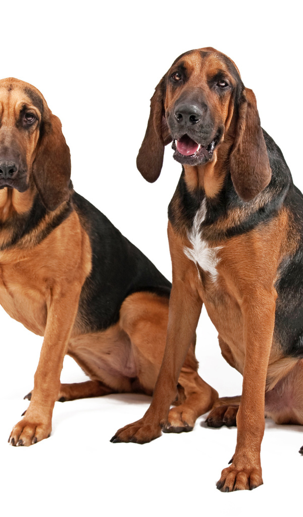 Два бладхаунда сидят на белом фоне