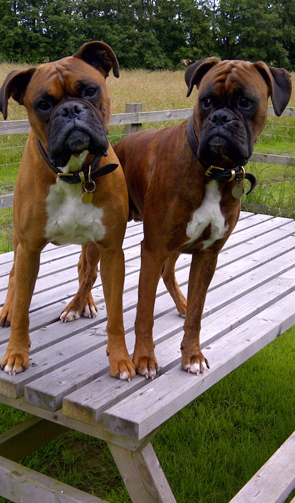 Два боксёра на деревянном столе