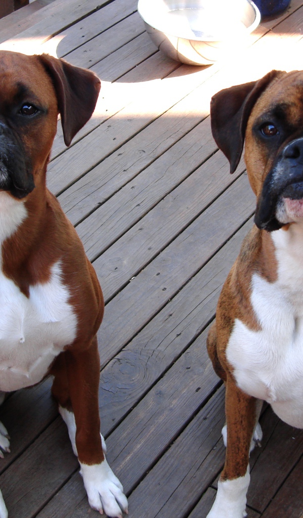 Два боксёра ждут команду