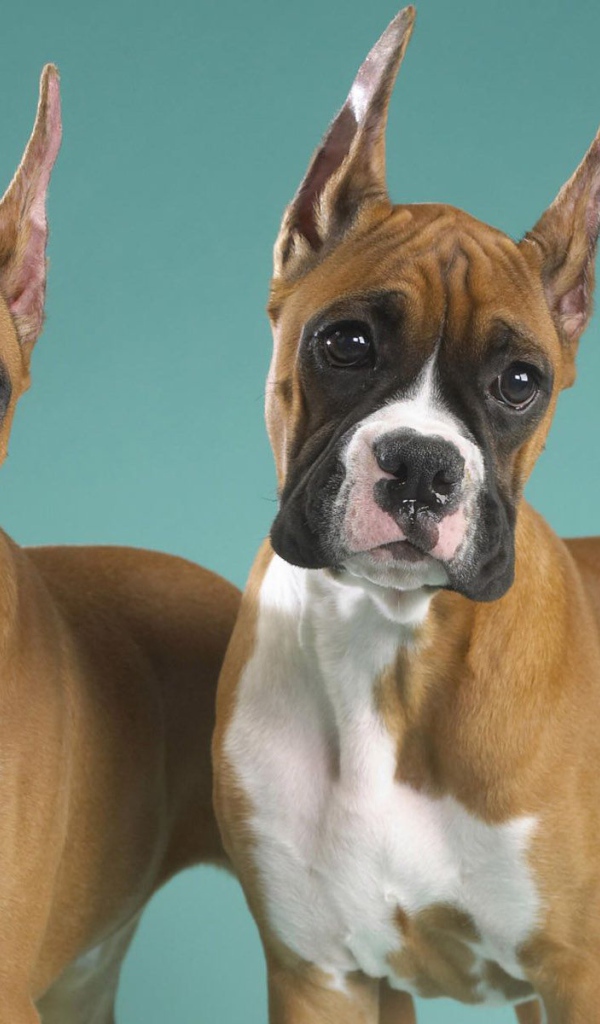 Два брата боксёра позируют