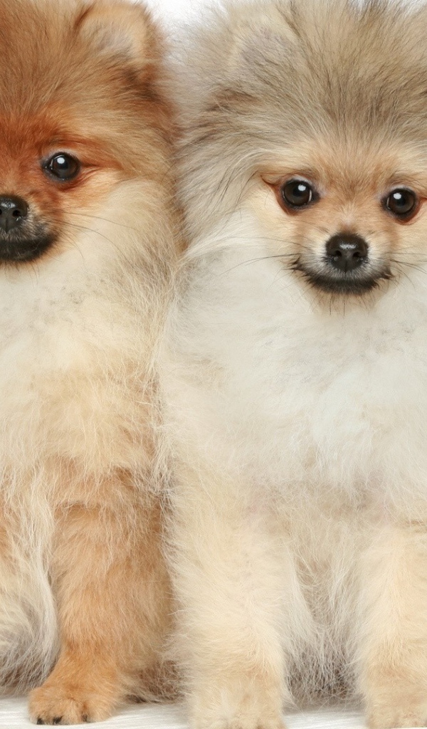 Две милые собаки