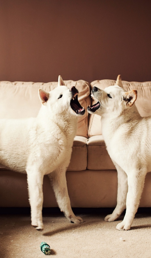 Две собаки акита-ину злятся