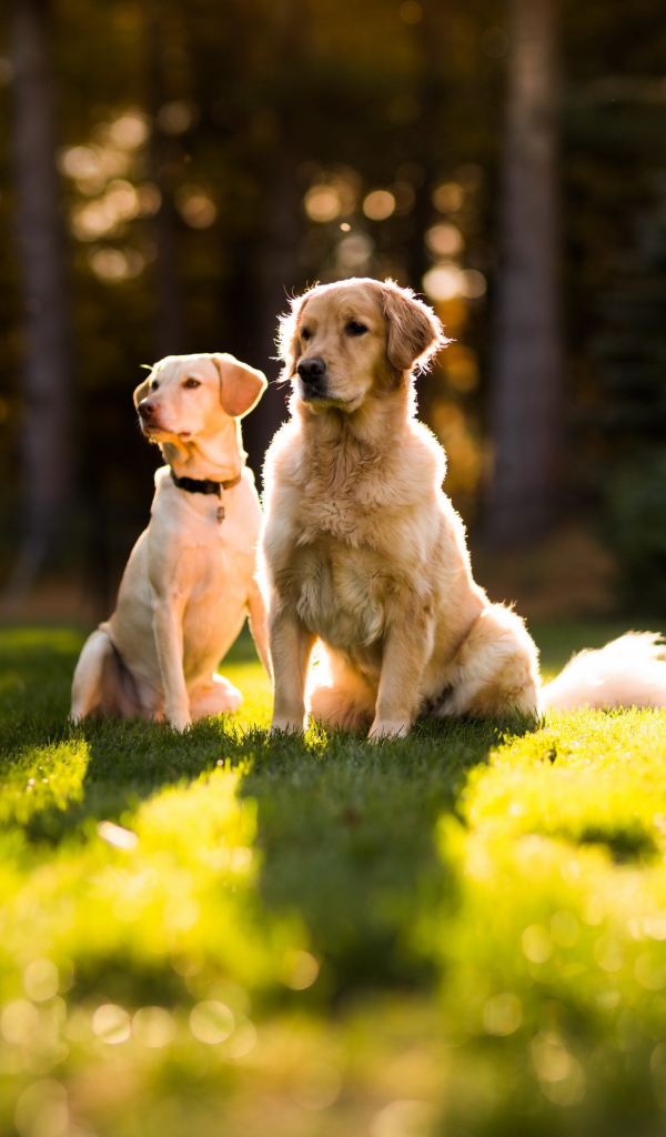 Две собаки сидят на траве