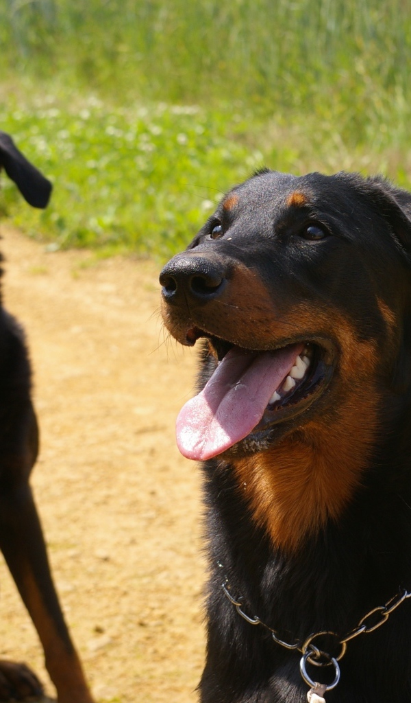 Две собаки породы босерон сидят на дороге