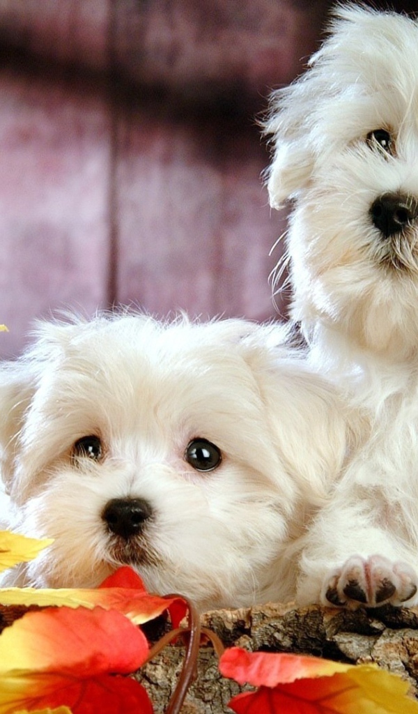 Две собаки породы бишон-фриз в осенних листьях