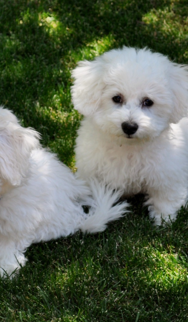 Две собаки породы бишон-фриз отдыхают на траве