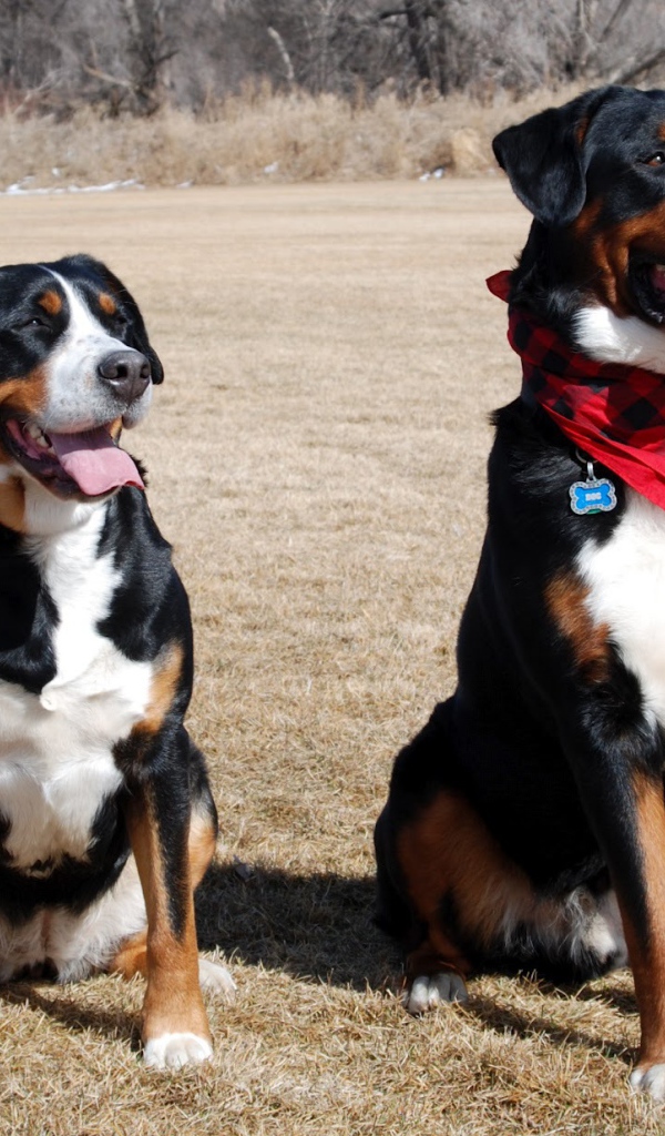 Два больших швейцарских зенненхунда в поле