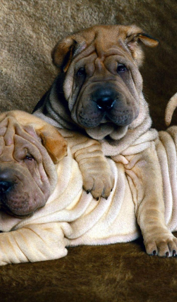 Два маленьких щенка шарпей