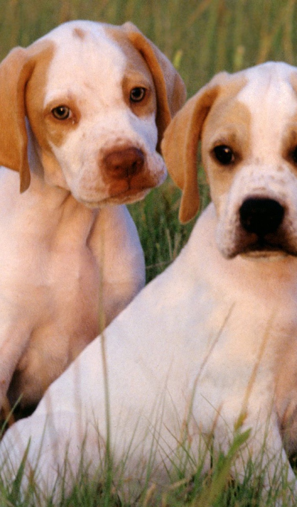 Два щенка Пойнтер сидят на траве