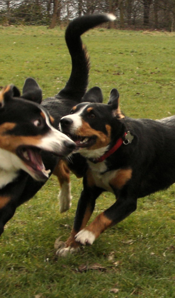 Два щенка большого швейцарского зенненхунда играют
