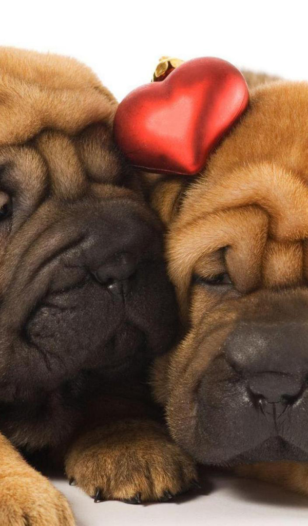 Два щенка шарпей в любви