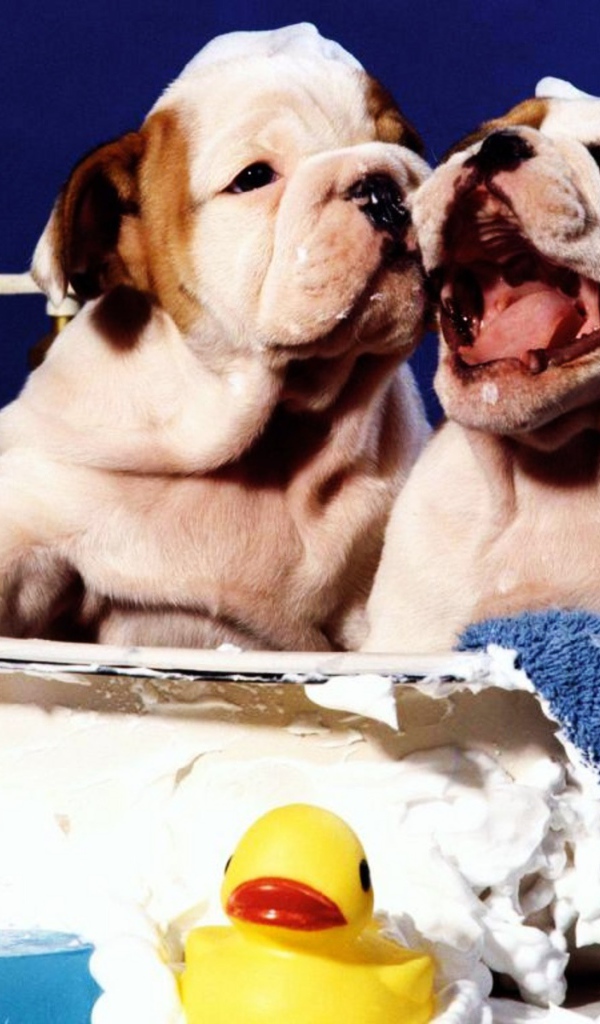 Щенки шарпея принимает ванну