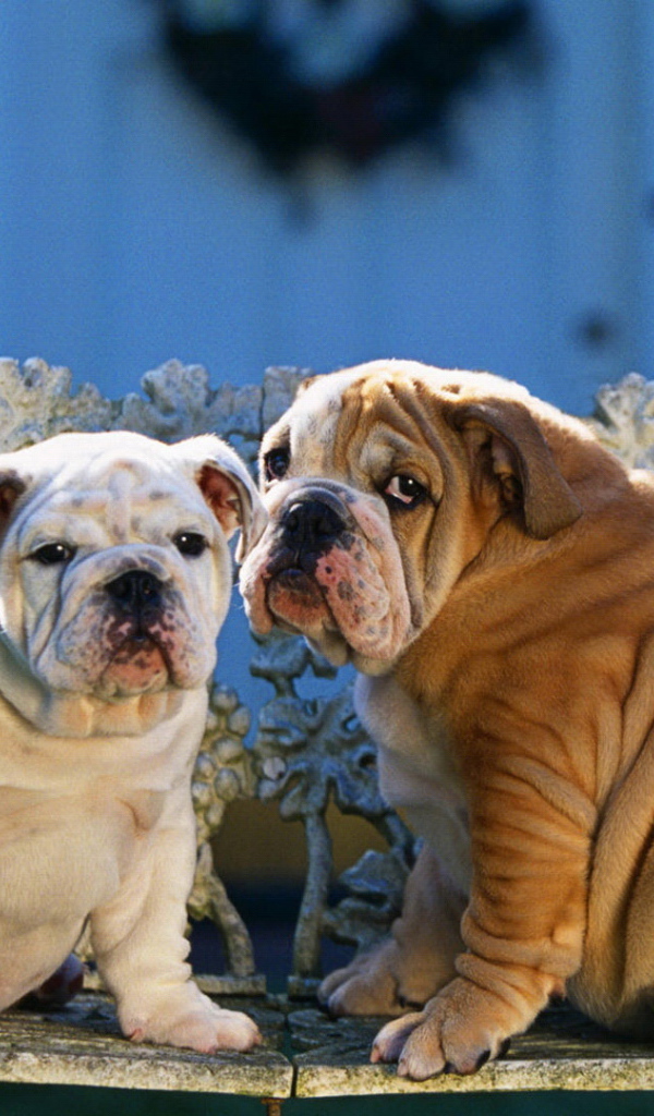 Два шарпея сидят на скамейке