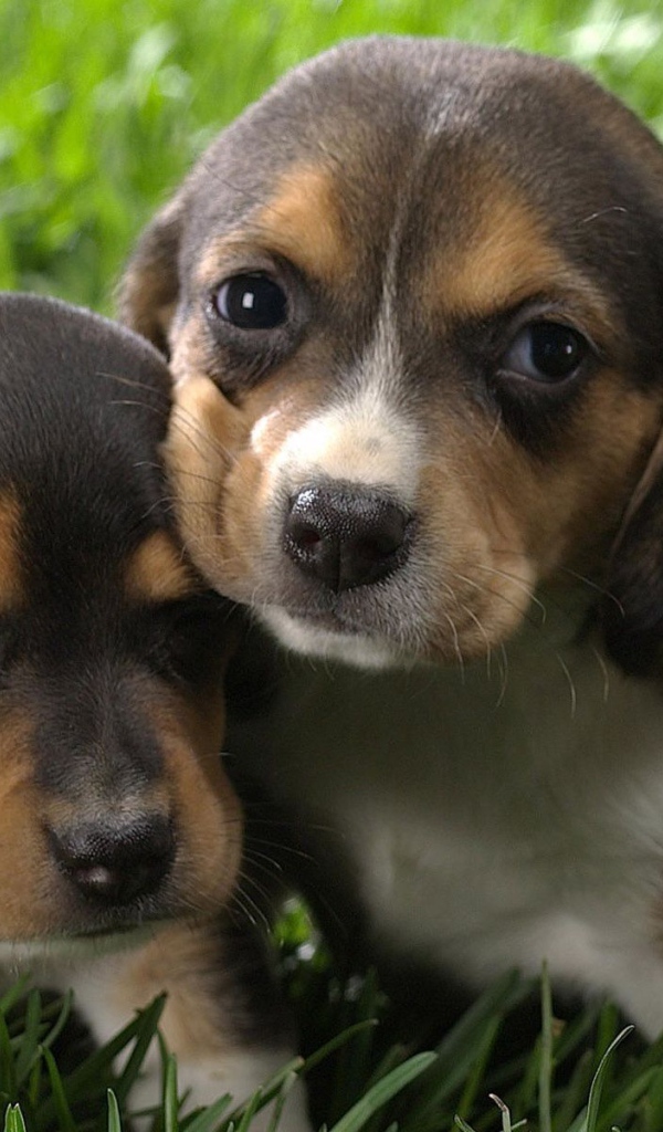 Два крохотных щенка породы бигль на траве